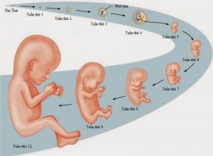 Chu kỳ phát triển của thai nhi